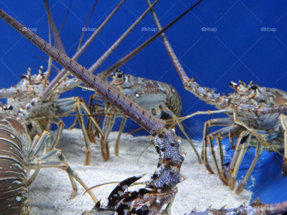 Lobsters. Lobsters : )