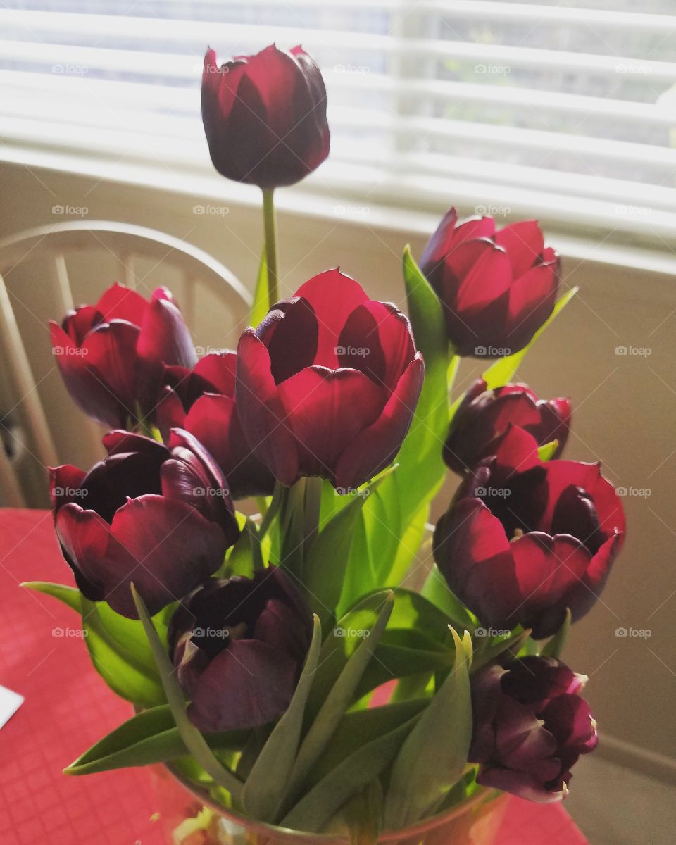 ruby red tulips