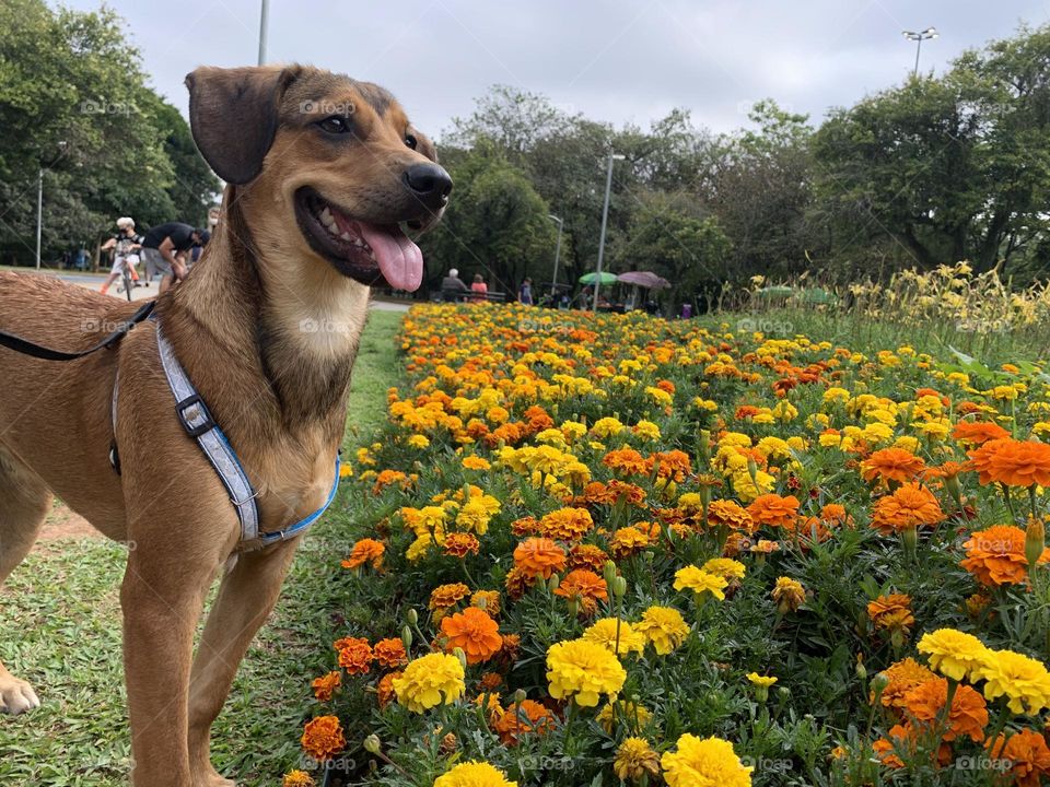 Happy Dog