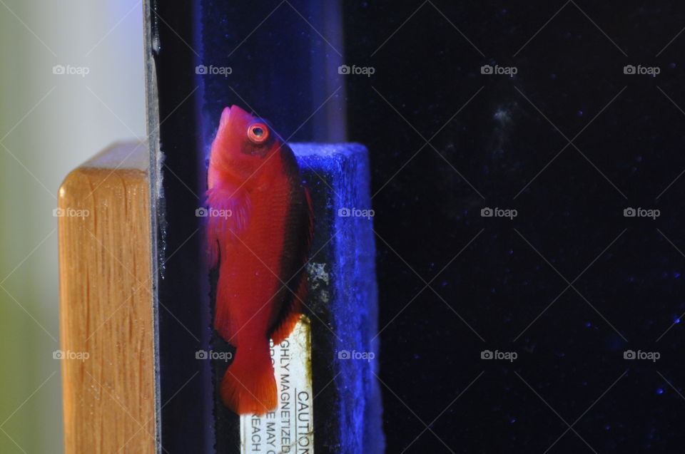 Red hawk fish