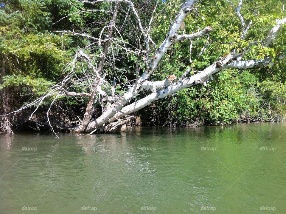 tree forest woods river by serenitykennedy