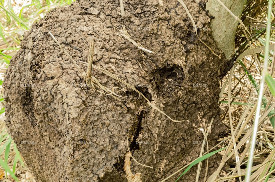 Large Ants Nest