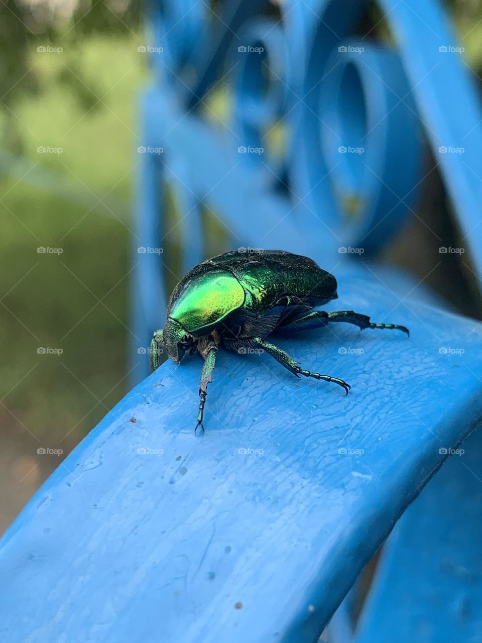 insect 