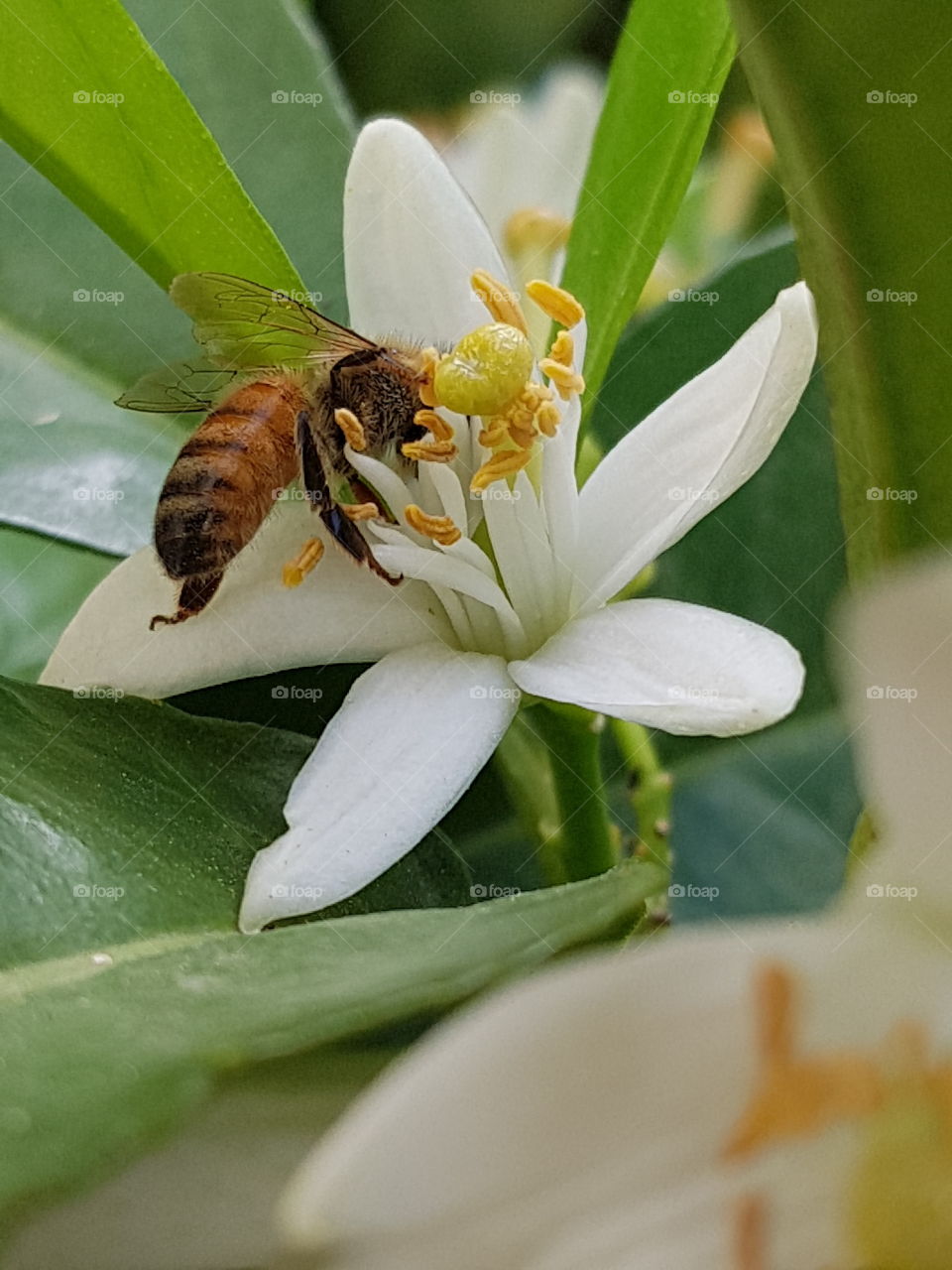 bee on the orange's flower
