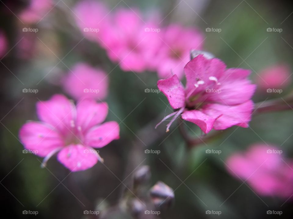 Tiny pink flowers in macro shot