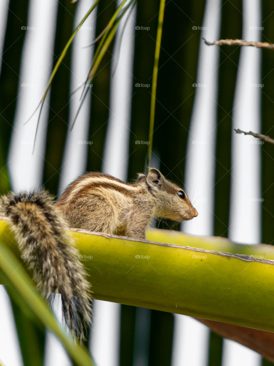 Cute Squirrel