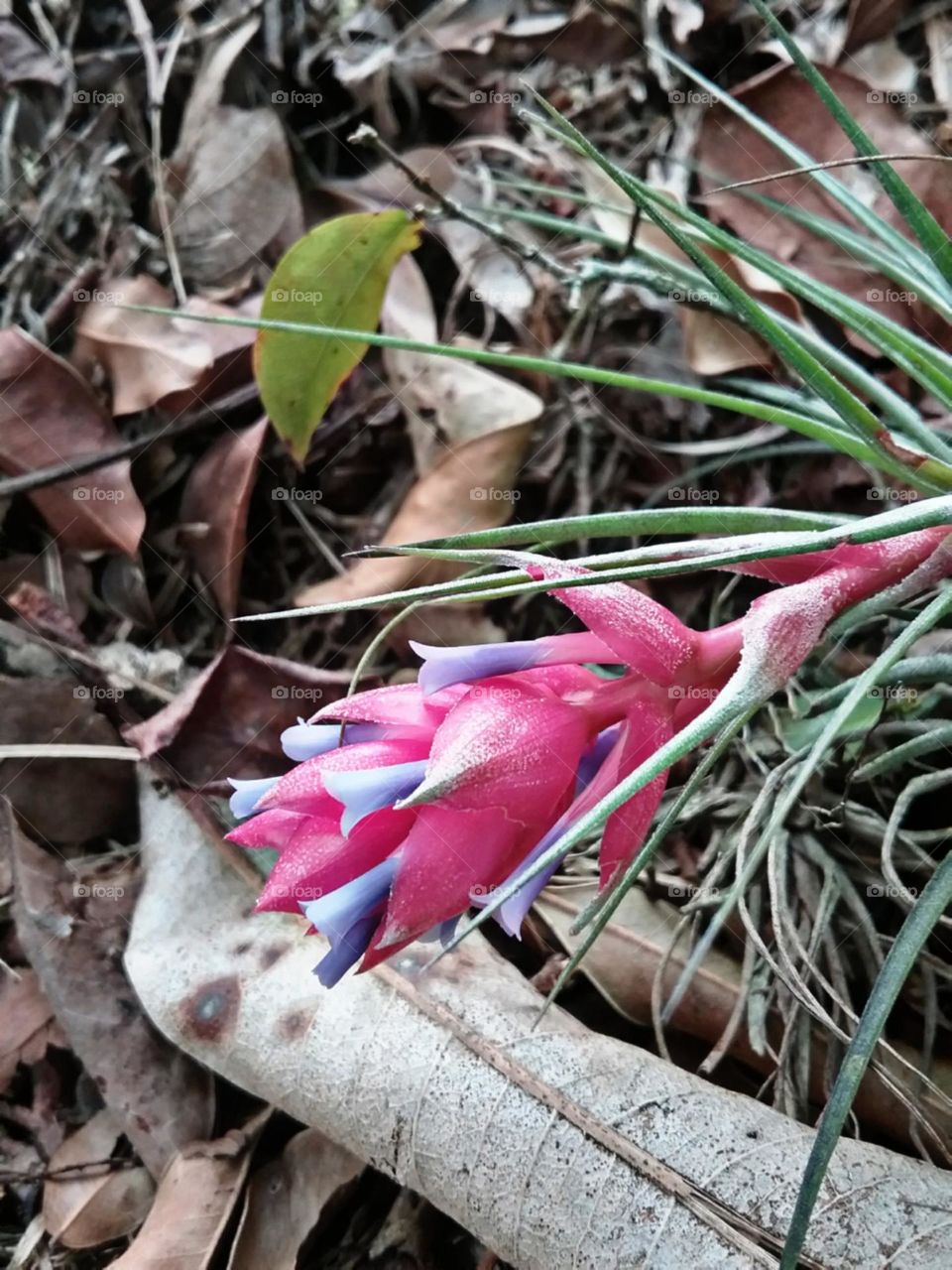 Mini bromélia intensa em sua cor.