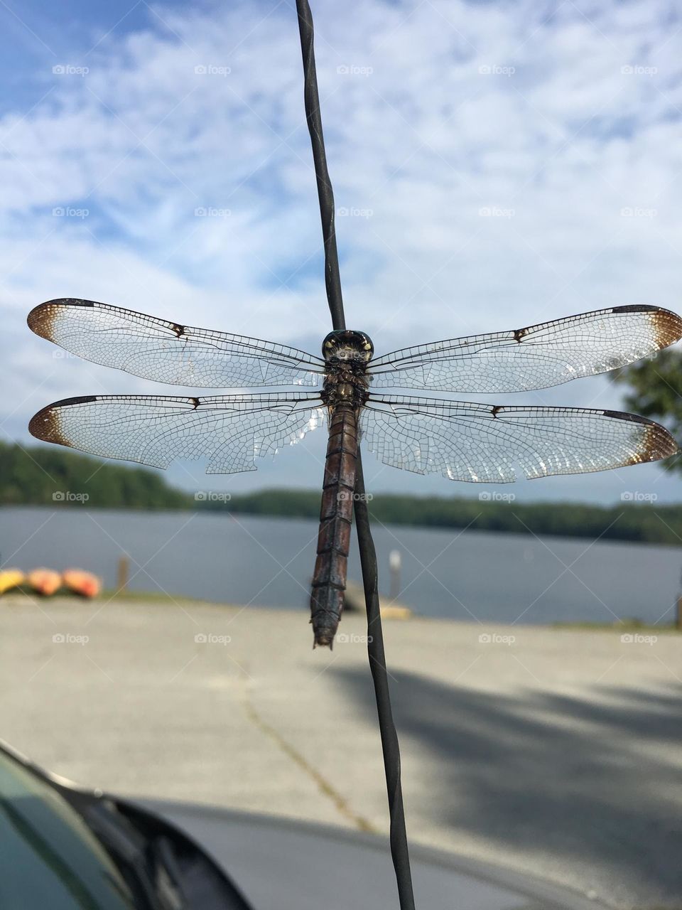 Dragonfly 