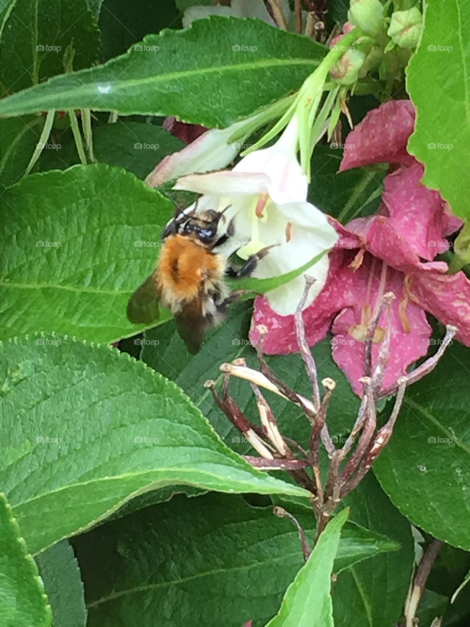Common carder bee in close up feeding on a Weigela flower on a plant with cream and pink flowers in the garden