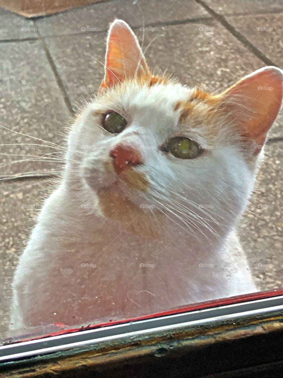 Cat looks in door