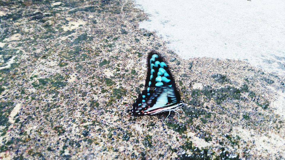 This butterfly has an attractive distinctive color