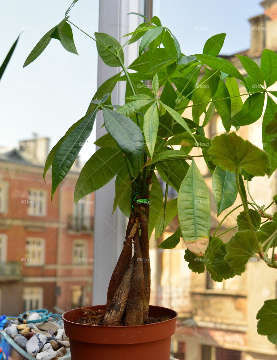 House plants in pots