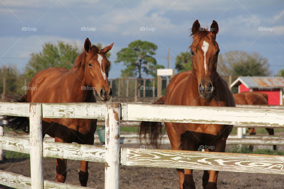 two horses in paddock on farm