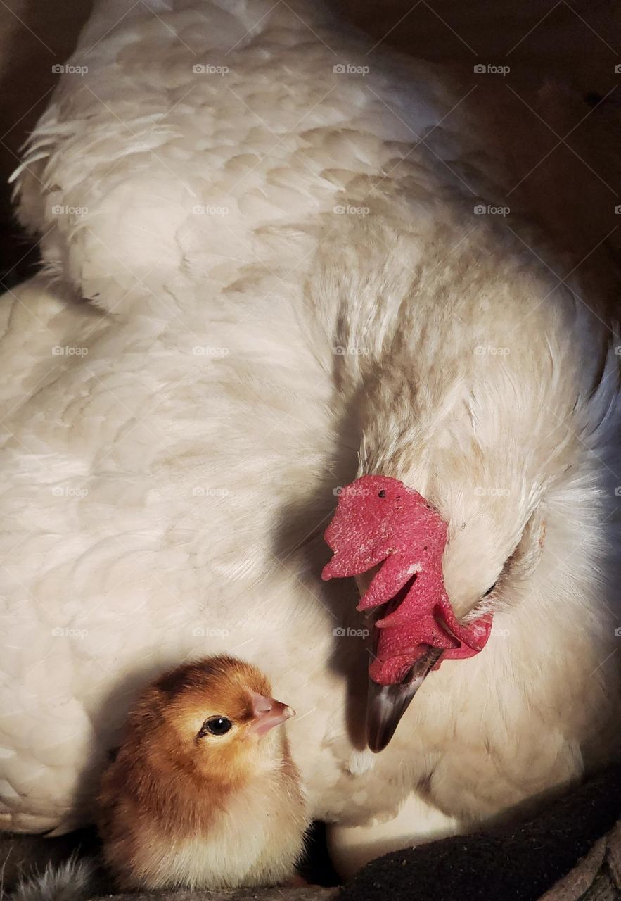 New born chick looking up at its mom while mom watches over.