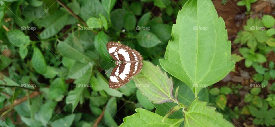 A small butterfly perched on a green leaf
