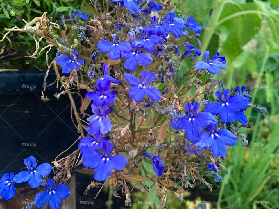 Blue Flowers