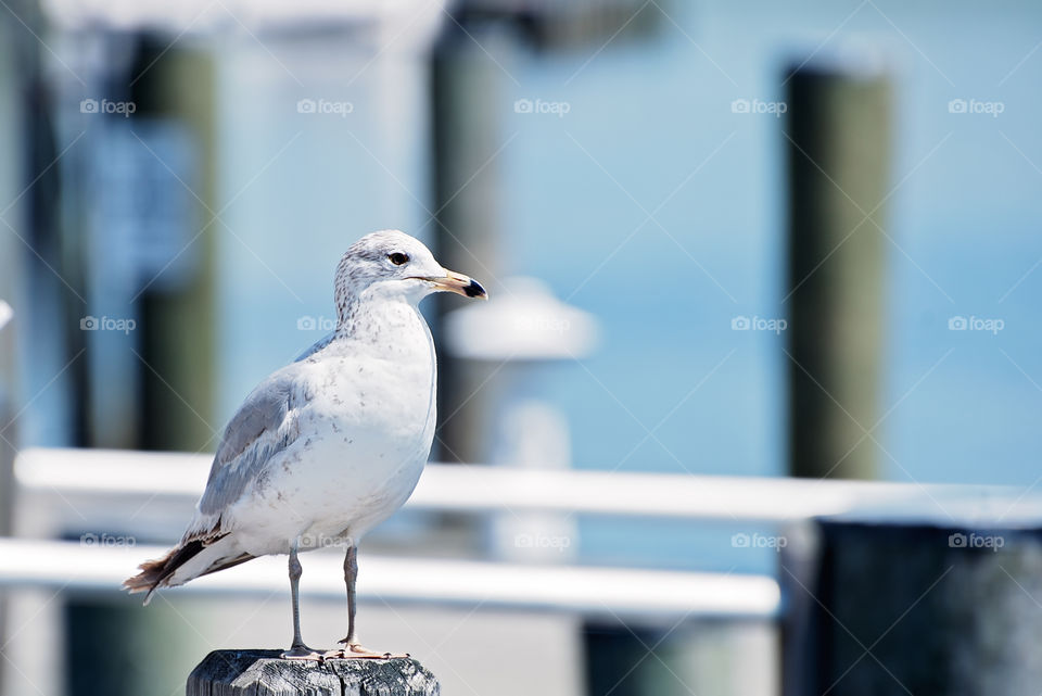 Close-up of seagull