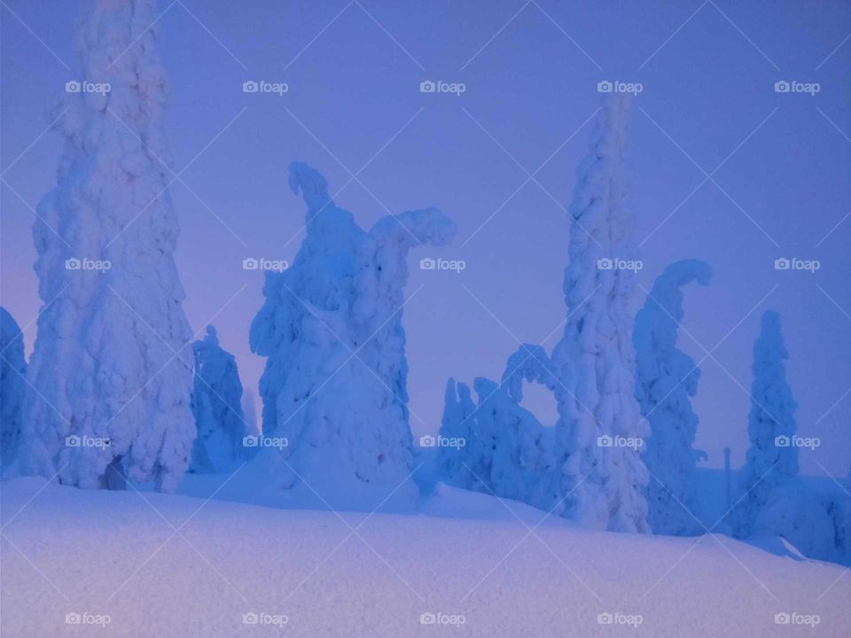 Snowy trees and lighting in Iso-Syöte ski resort, Finland. All hazy due to mist of snow in the air