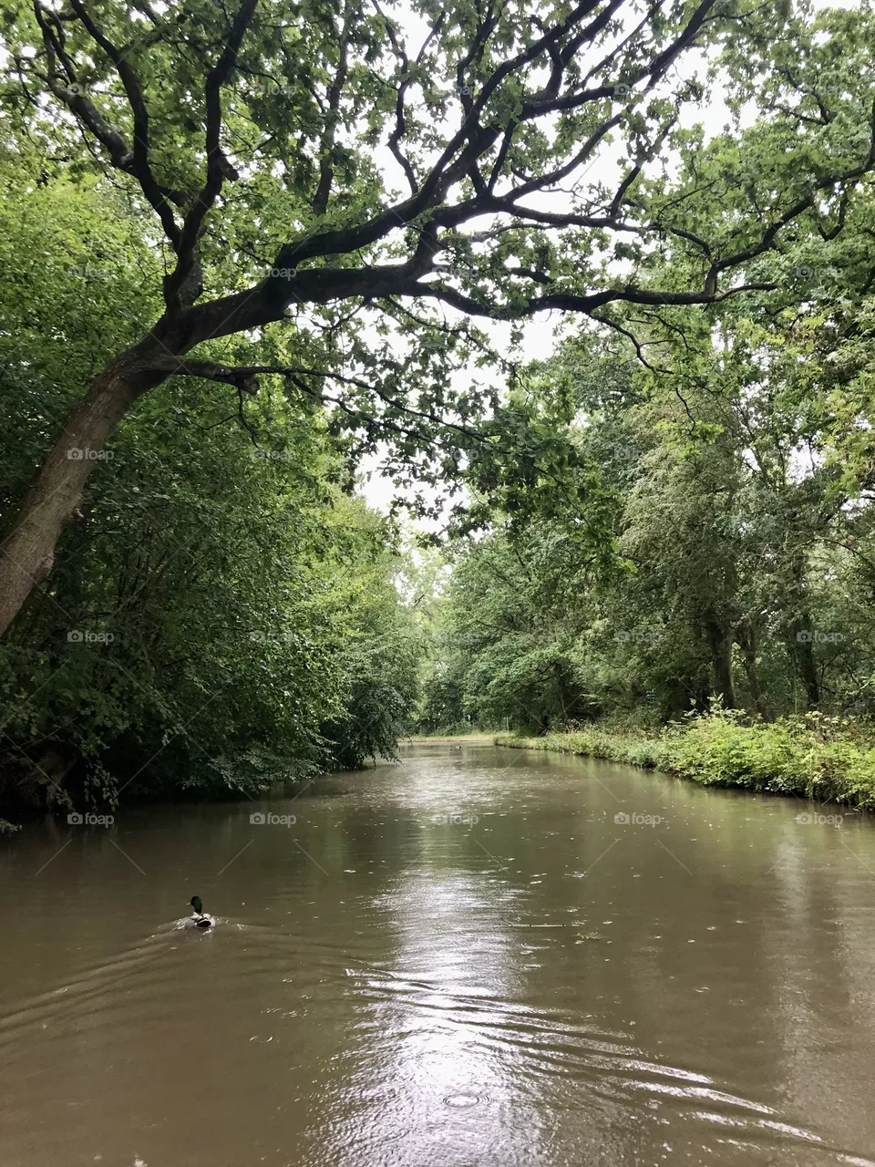 Forest along Oxford canal in England Great Britain trees leaves foliage water late summer narrowboat cruise through the woods countryside