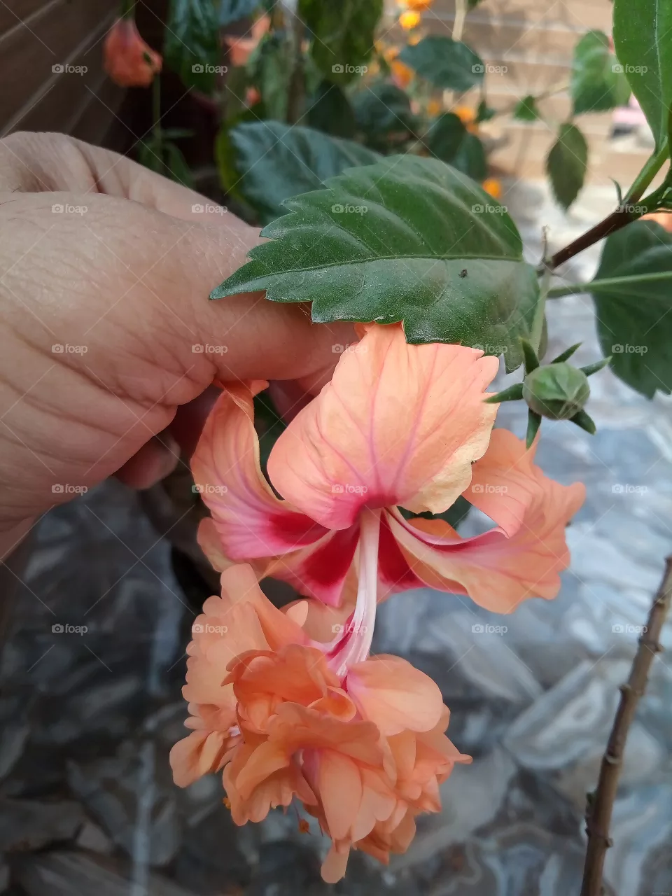 A Human Hand Holding Beautiful Hibiscus Flower in Delhi, India.