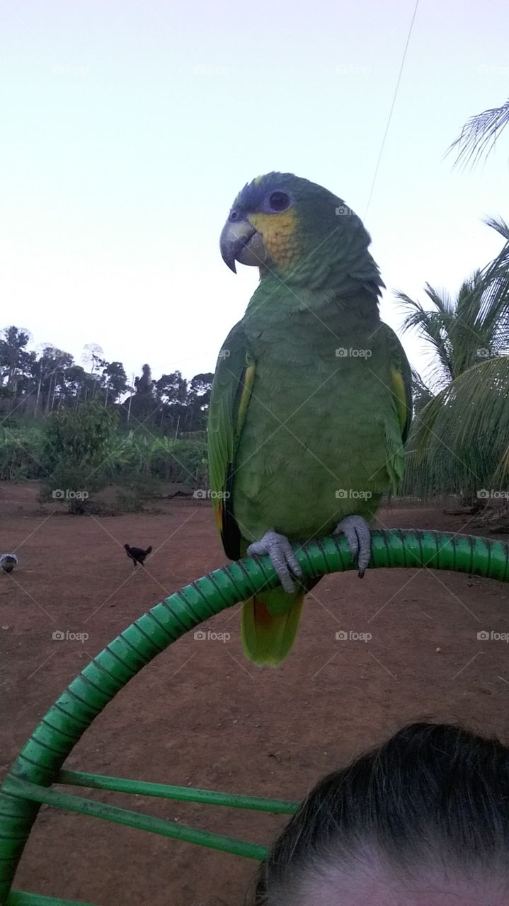 papagaio, na casa da minha sogra em medicilandia PA Brasil