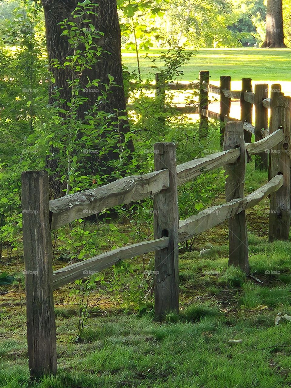 curved wooden fence in a green park