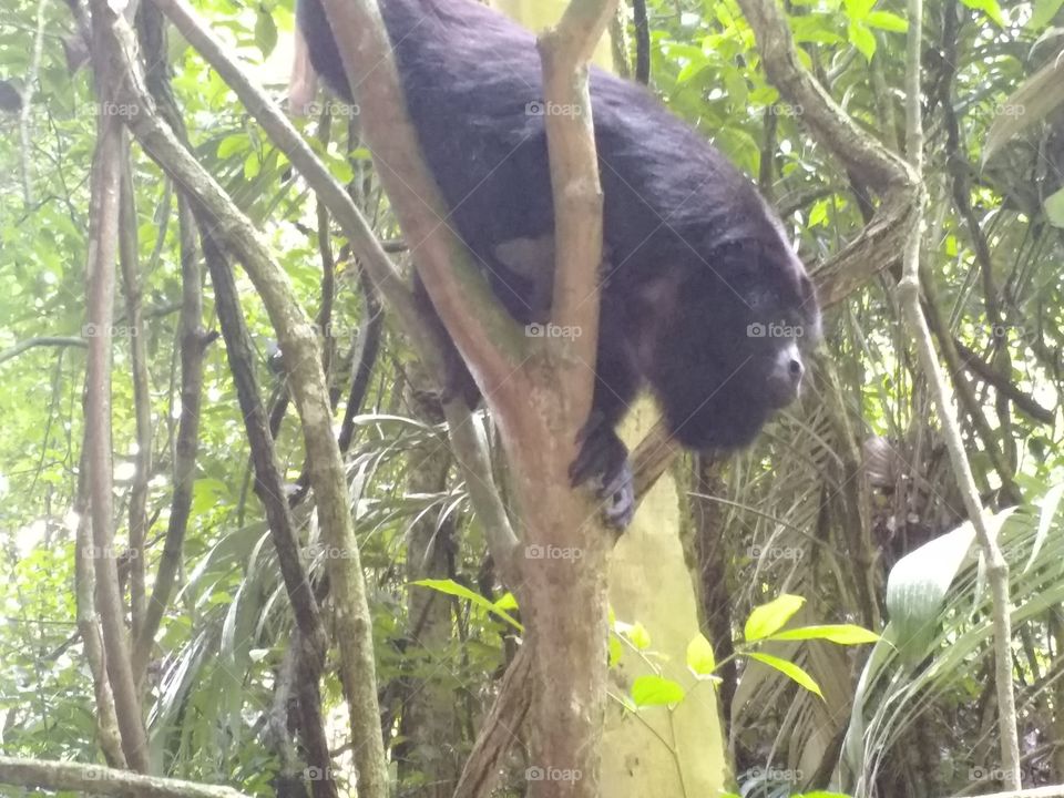 wild howler monkey in an ecological park