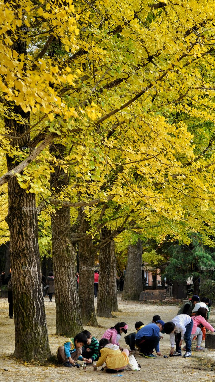 playing under yellow tree