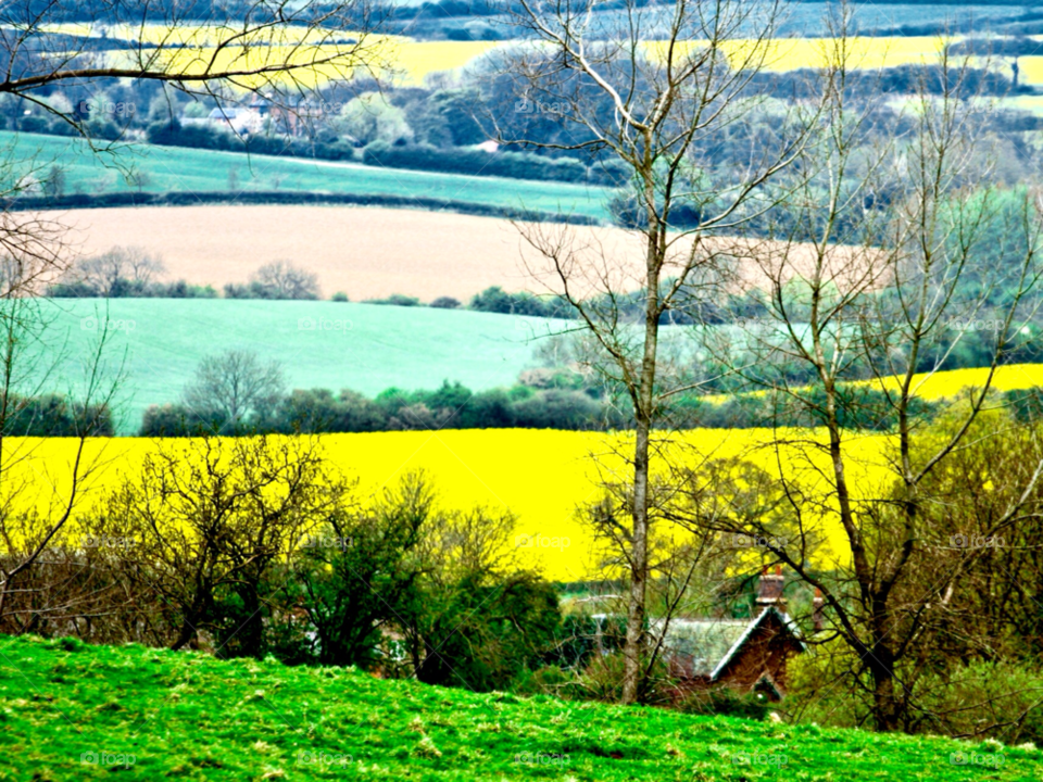 landscape spring field yellow by maapu