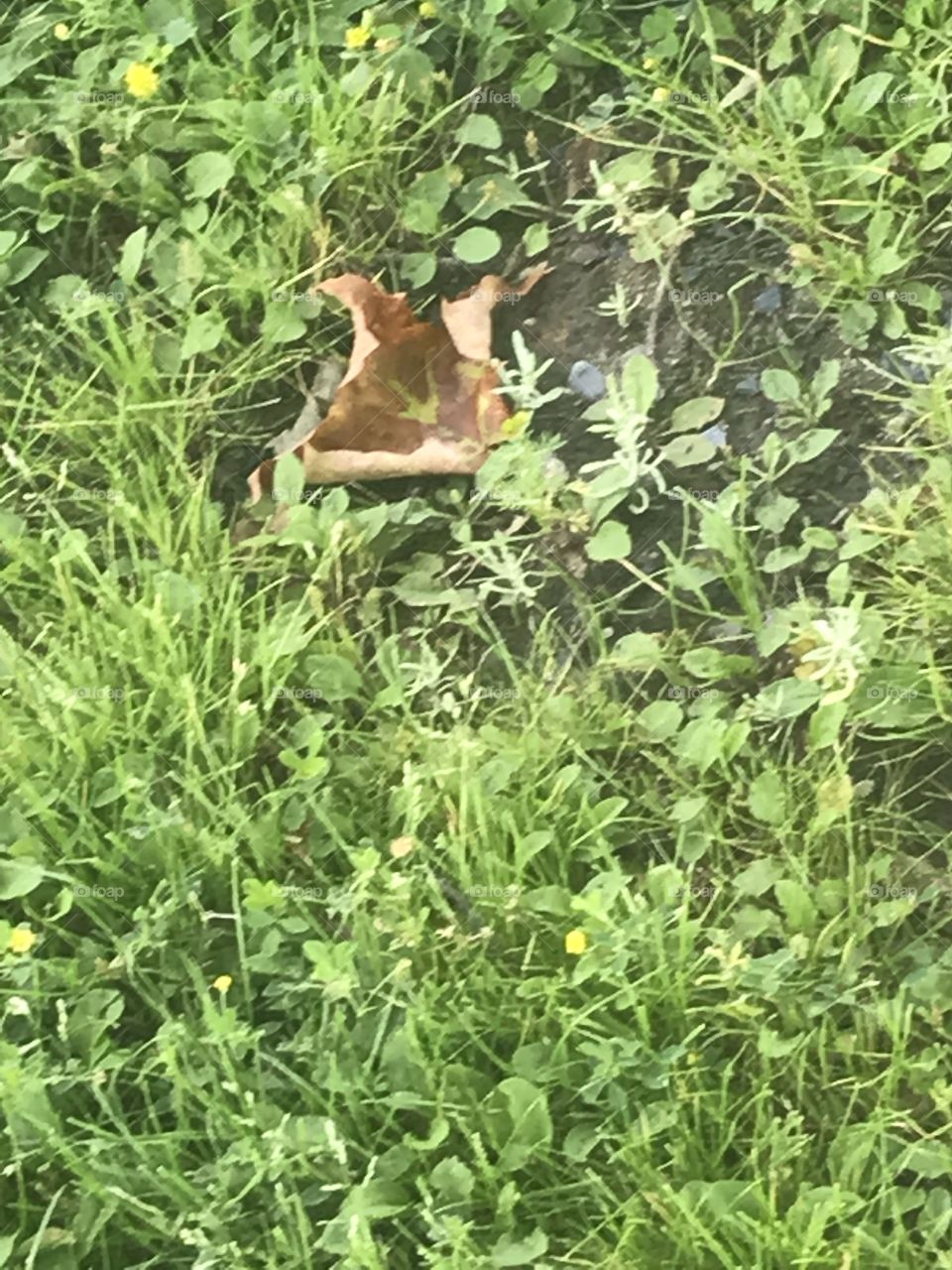 Feuille sur l’herbe 