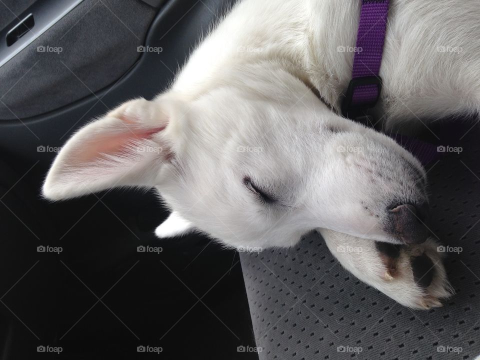 Sleeping husky pup on her first ride
