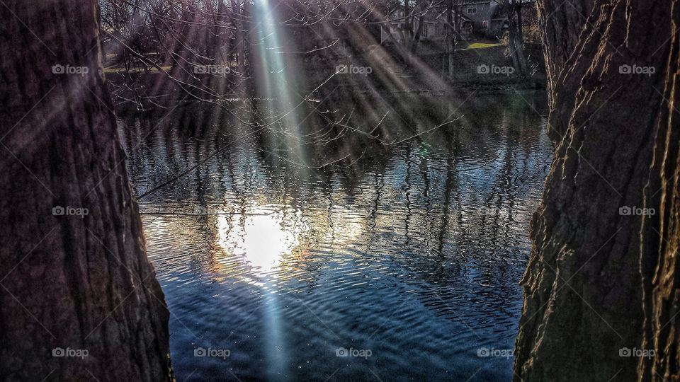 Tree branches reflecting on river