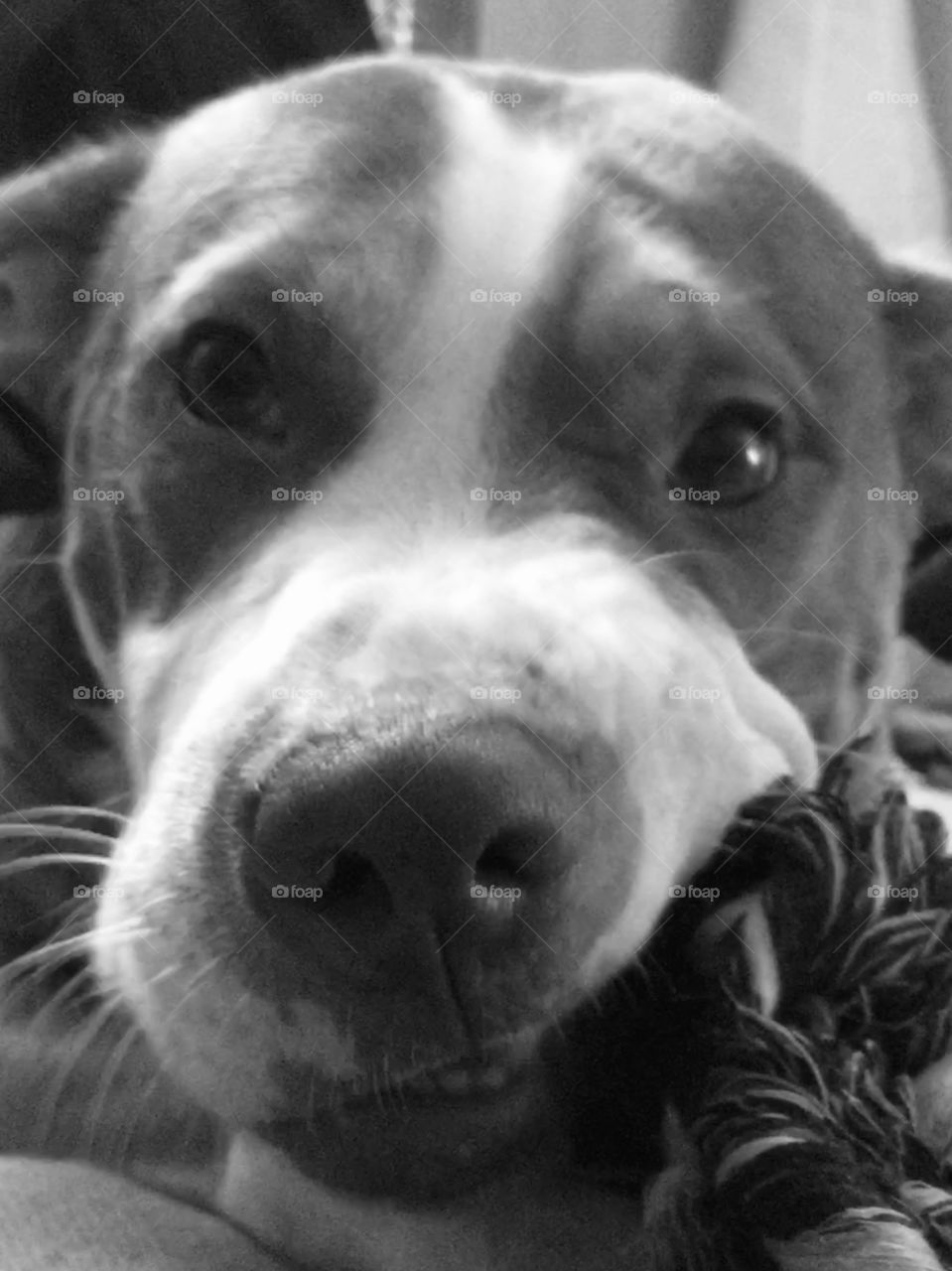 Beautiful rescue pitbull playing with rope