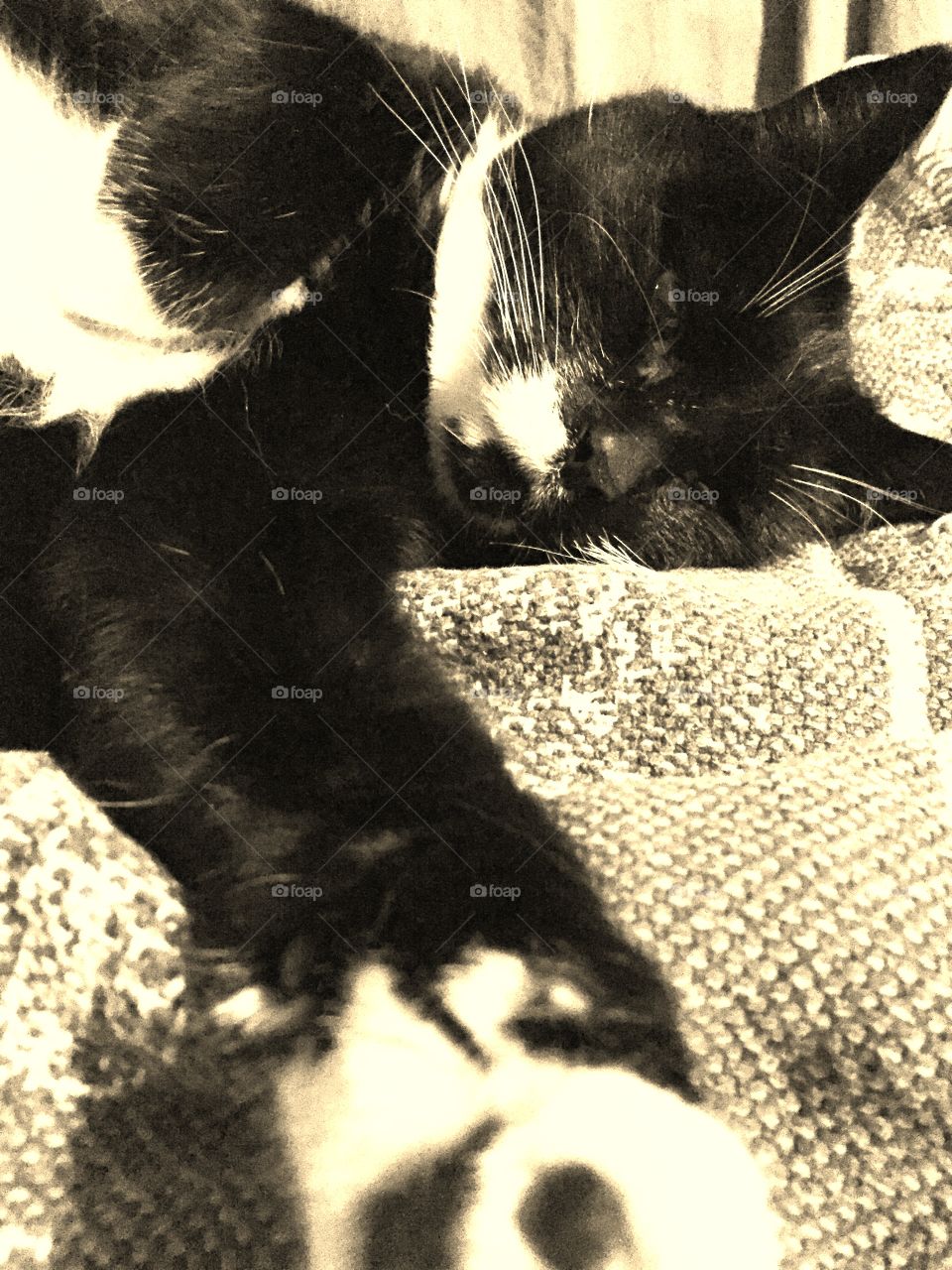 Closeup in sepia tone of my nasty black and white cat in her typical mood. “See this outstretched paw; it has sharp claws. Don’t bother me when I’m trying to sleep!” But I still love her!