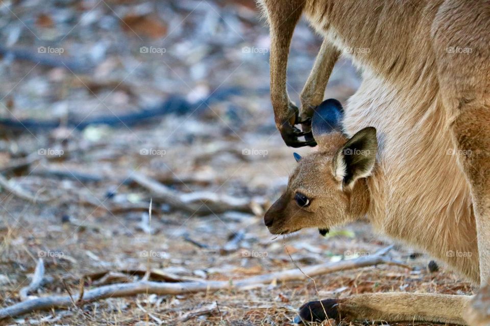 Mother kangaroo in the wild with baby joey in her pouch 