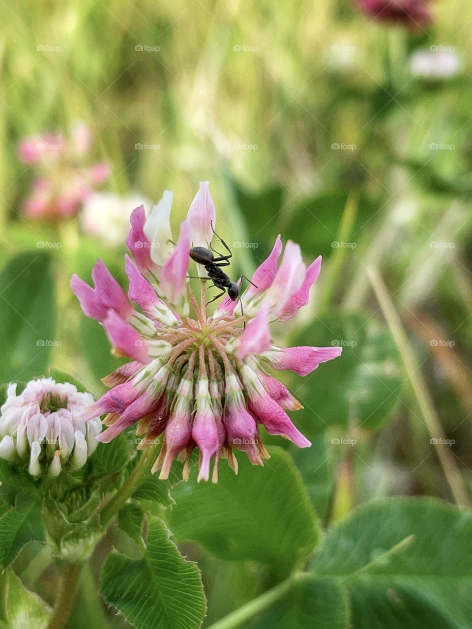 Ant on a flower