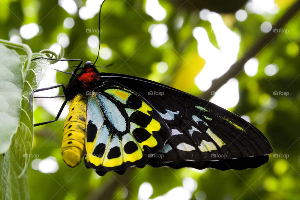 Butterfly. A butterfly resting on a plant