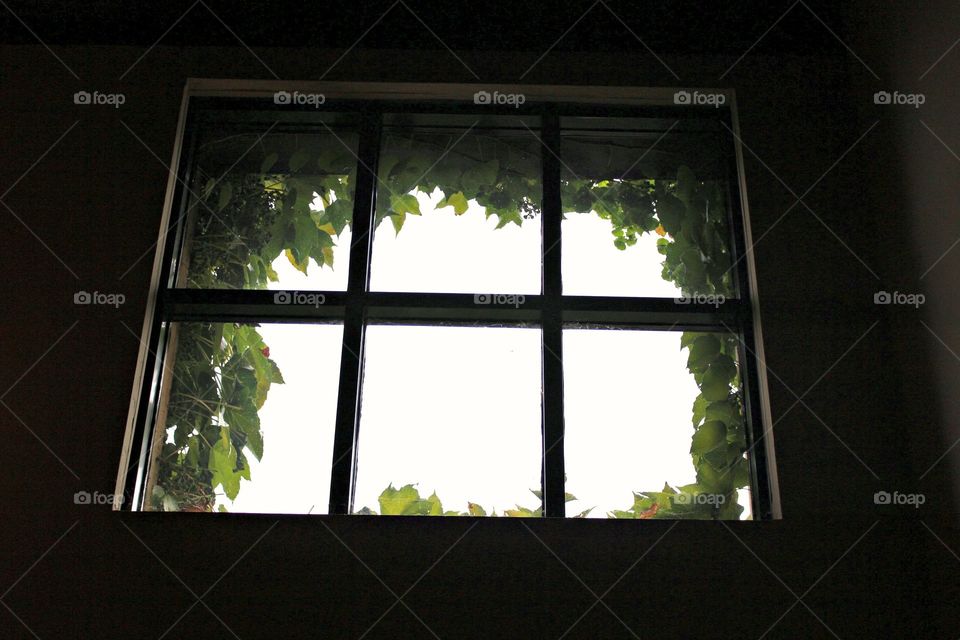 window