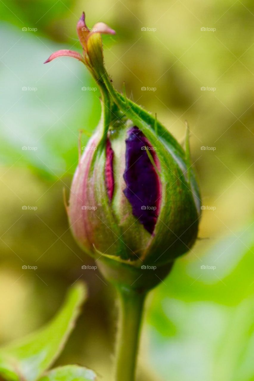 Flower bud