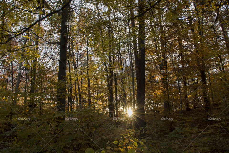 View of sunbeams in forest