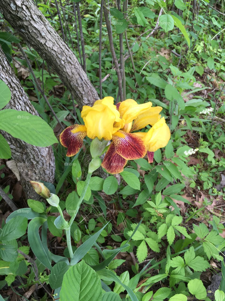 Wild wetlands orchid 