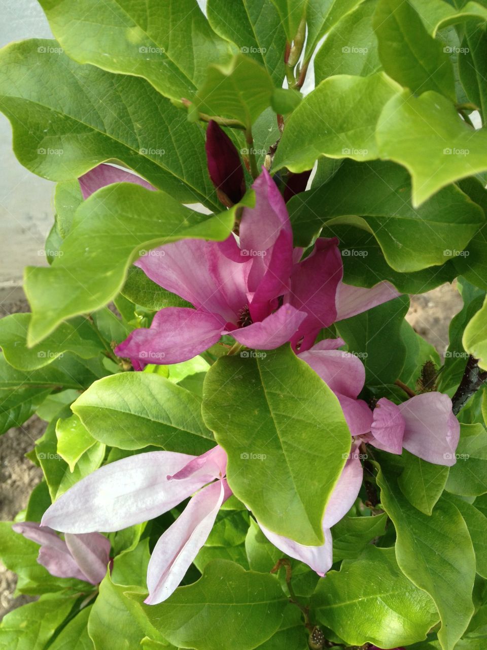 Pink Magnolia. Pink Magnolia