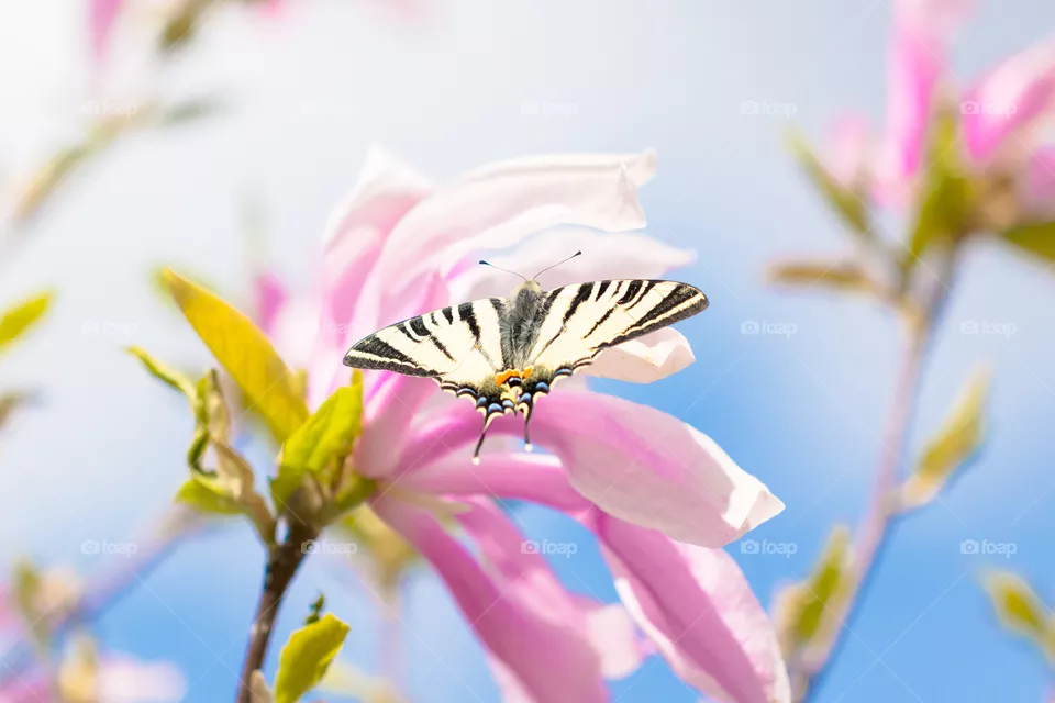 Butterfly 