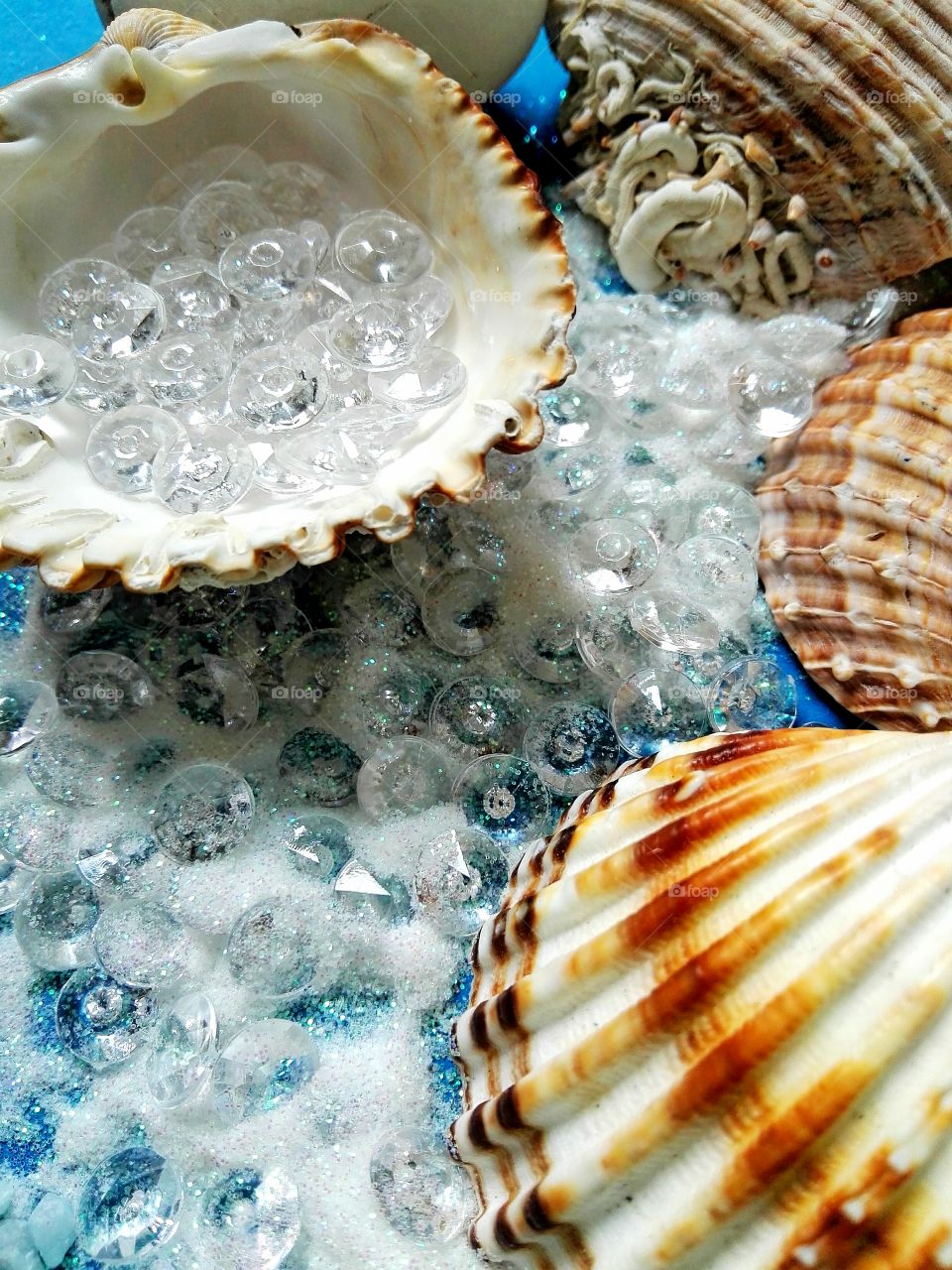 sea shells