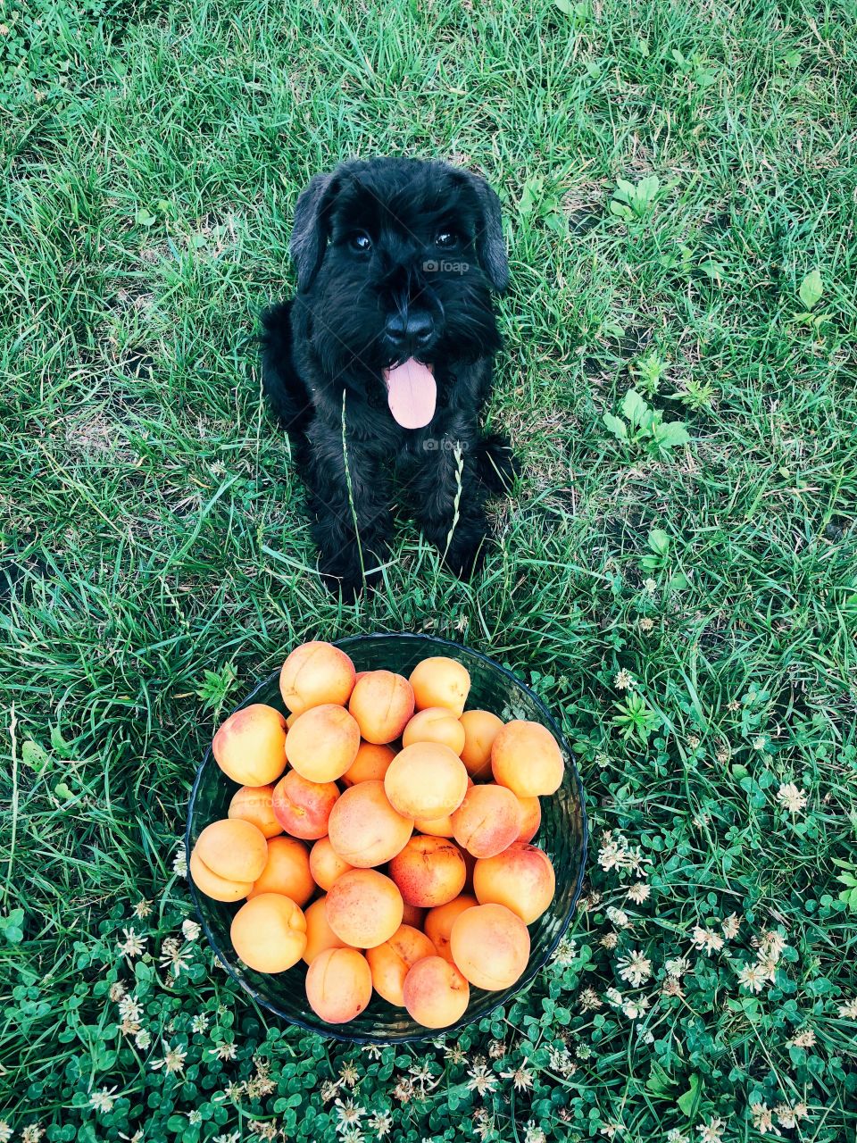 Dog and vegetables 