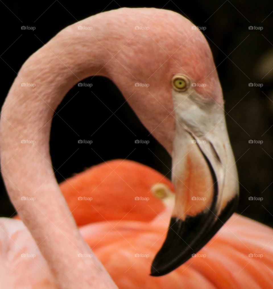Flamingo I