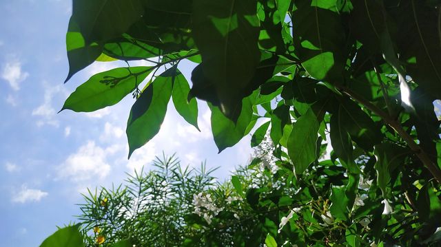 Ever wondered how frogs see the world?