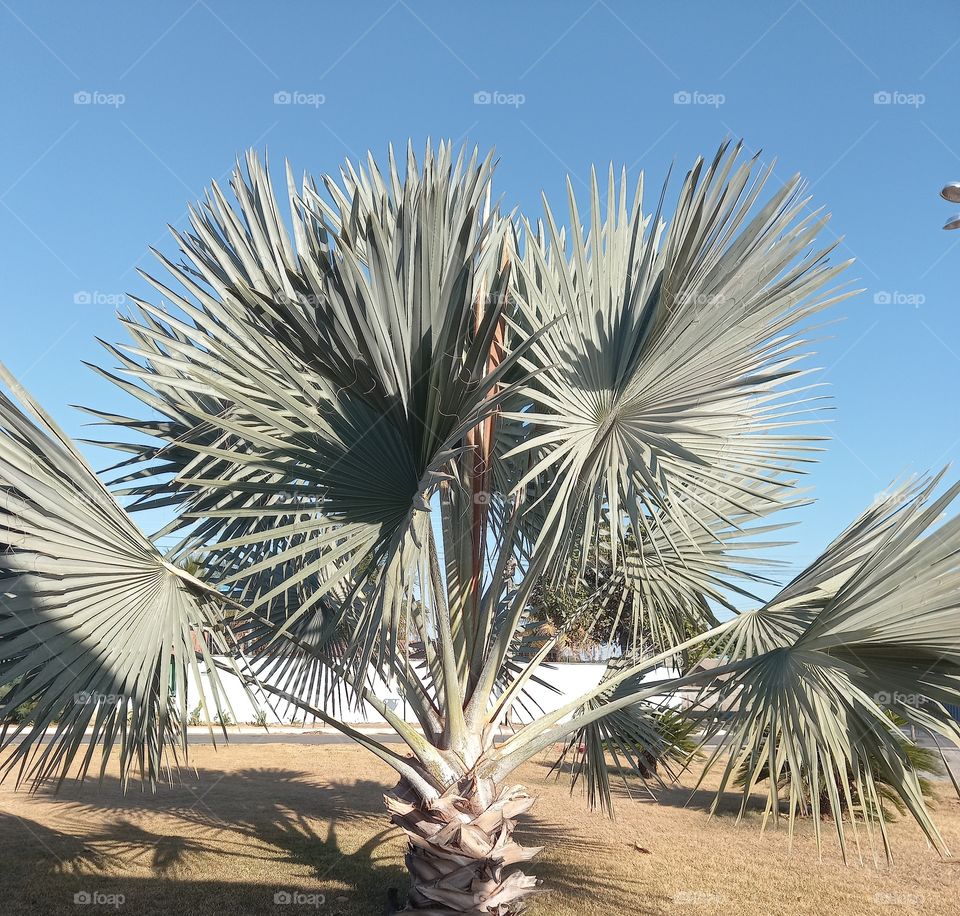 Lindo pé de coqueiro.