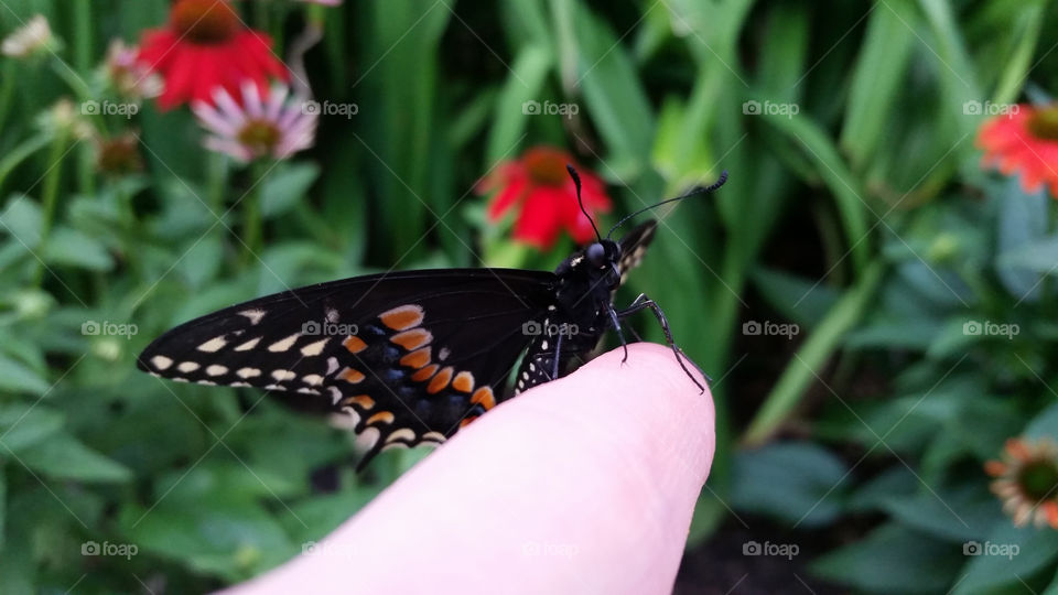 Butterfly peeking over finger