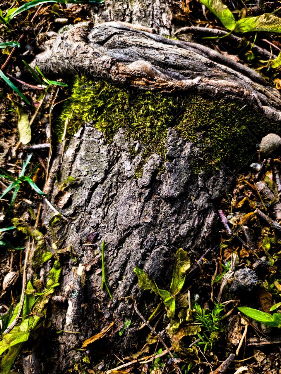 tree root with moss